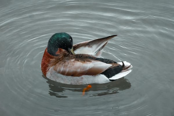 A DUCK PREENING HIS FEATHERS
